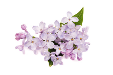 Fototapeta na wymiar Lilac branch isolated on white background