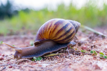 wild snail