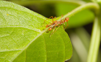 Kerengga ant-like jumper spider in the nature