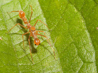 Kerengga ant-like jumper spider in the nature