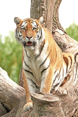 Amur Tiger (Panthera tigris altaica)