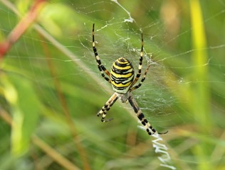 Wespenspinne (Argiope bruennichi)