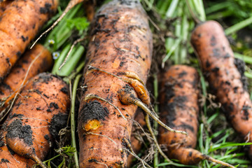 Fresh Carrots