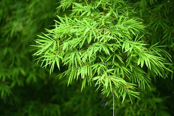 bamboo leaves