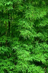 Photo sur Aluminium Bambou feuilles de bambou