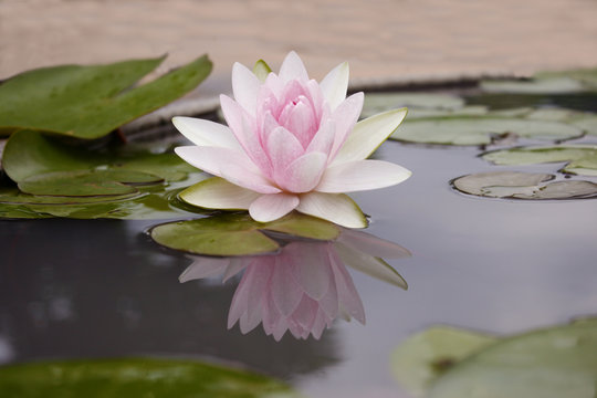 Fototapeta Pink lotus flot on the river gardent
