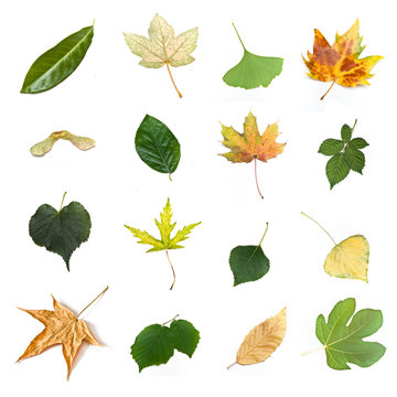 Isolated leaves of  various trees on white background