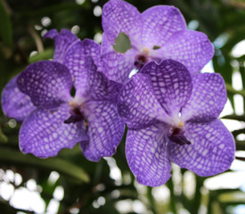The purple flowers on the tree in Thailand