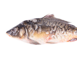 Fresh mirror carp close up.