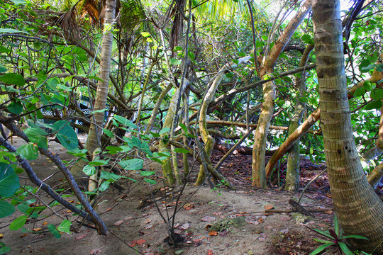 Virgin Islands Tropical Vegetation