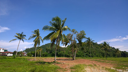 Plakat Coconut palm trees