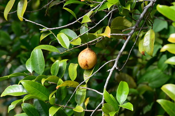 Muskatnuss-Frucht