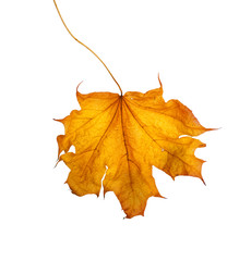 Autumn maple branch with leaves isolated on a white background