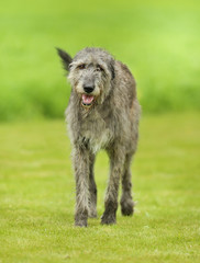 Irish Wolfhound dog