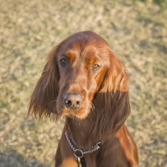 Brown cocker dog portrait