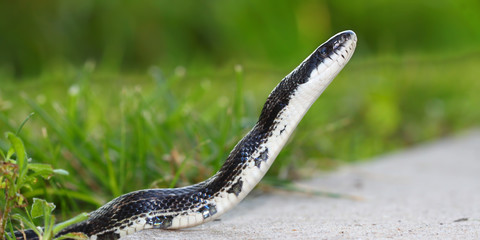 Fototapeta premium Rat Snake (Elaphe obsoleta)