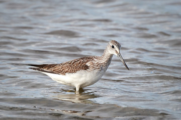 Common Greenshank (Tringa nebularia)