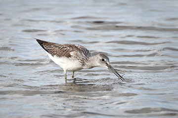 Common Greenshank (Tringa nebularia)