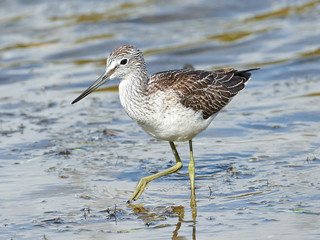 Common Greenshank (Tringa nebularia)