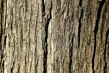 The bark