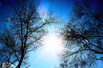 The winter sun lights between the trees