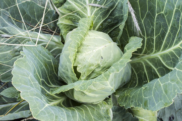 Obraz premium Cabbage
