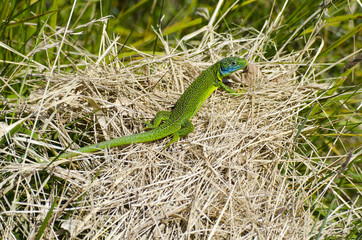Lézard