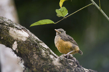 Filhote de sabiá-laranjeira