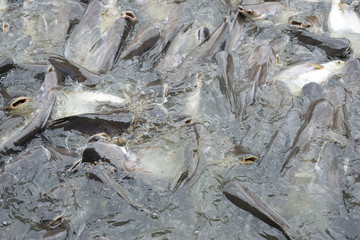 Iridescent shark in farm.