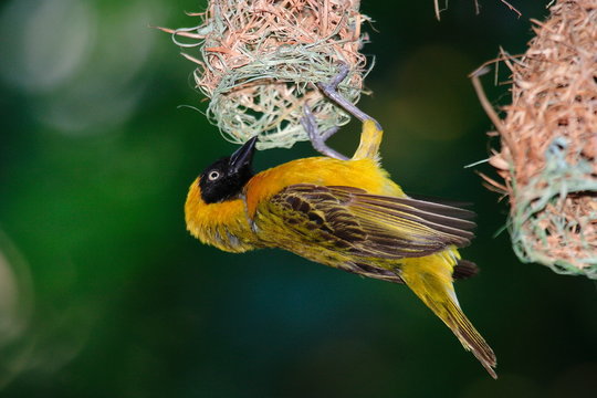 uccello tessitore giallo parco nazionale del  kruger sudafrica