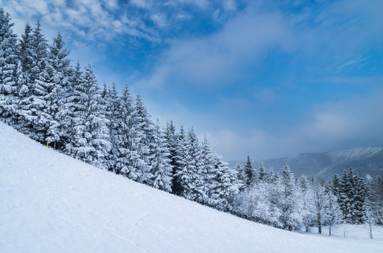 Winter Lanscape