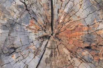 tree trunk cross section
