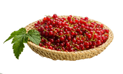 Red currant