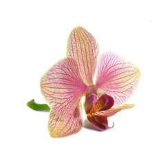 Fototapeta na wymiar Purple Orchid Flower isolated