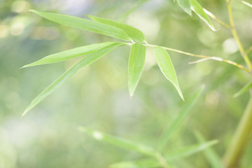 Fototapeta na wymiar bamboo leaves and twigs with blurred background