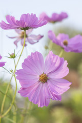 Obraz premium pink cosmos flower with blurred background