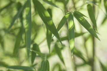 Fototapeta na wymiar bamboo leaves and twigs with blurred background