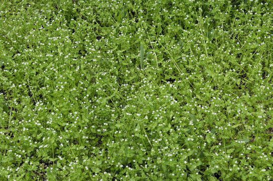 View of beauty chick weed  (Stellaria media L.) blooming meadow