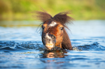 Shetland pony swimming