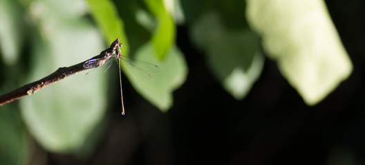 Libellule © Marylène