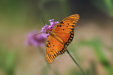 Gulf fritillary or passion butterfly (Agraulis vanillae).
