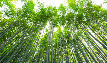 Plakat Bamboo grove, bamboo forest at Arashiyama, Kyoto, Japan