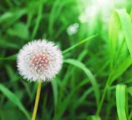 Dandelion on green grass background