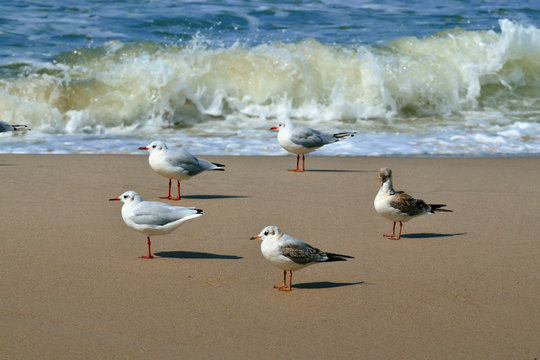 Seagulls and the surf