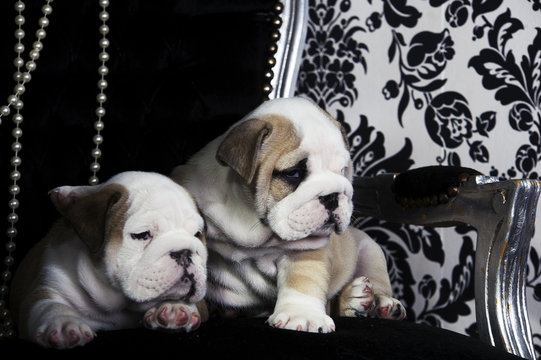Royal english bulldog dog puppies