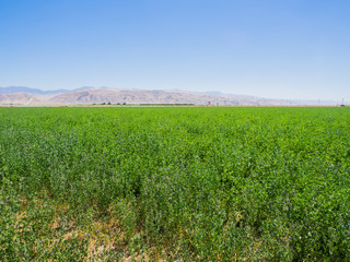 Fototapeta na wymiar landscape of green field in California
