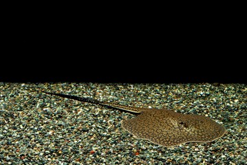 アマゾン淡水エイ