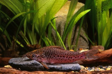 ポートホールキャット