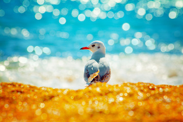 Seagulls on the beach, looking at sea © vvvita