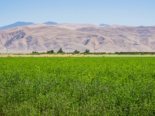 landscape of green field in California - 69219063